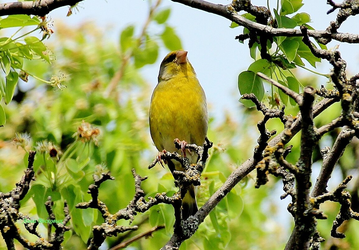 Зеленушка. - Восковых Анна Васильевна 