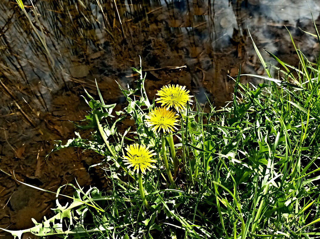 На краю - Veera V На краю - Veera V