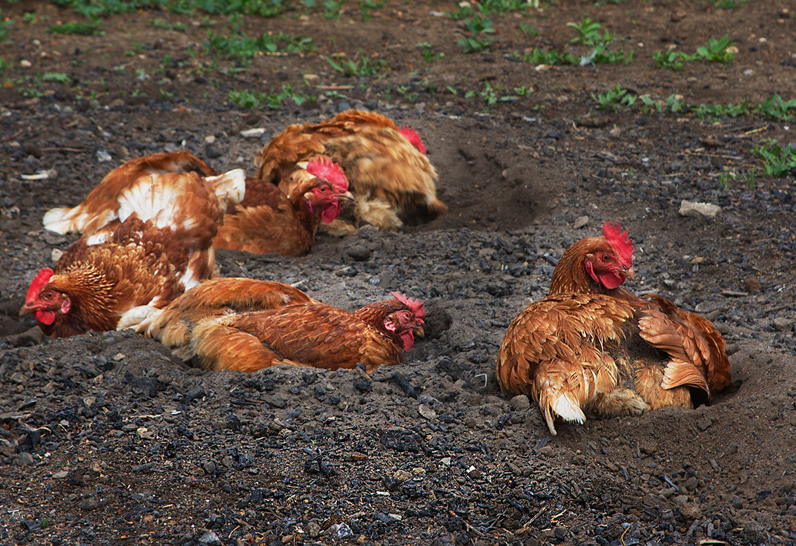Купание в золе - Наталья S