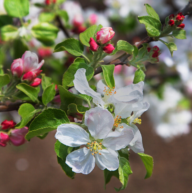 яблочный цвет - Наталья S