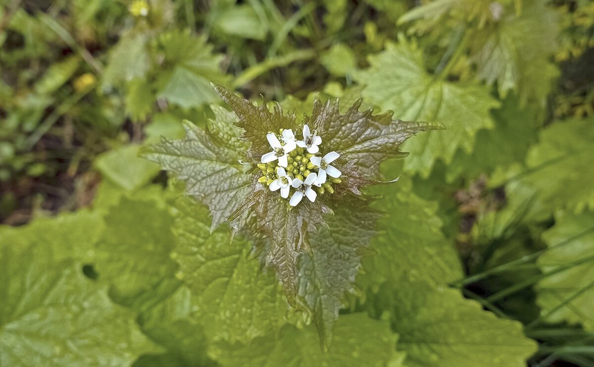 Чесночница черешчатая - Валерий Иванович Чесночница черешчатая - Валерий Иванович