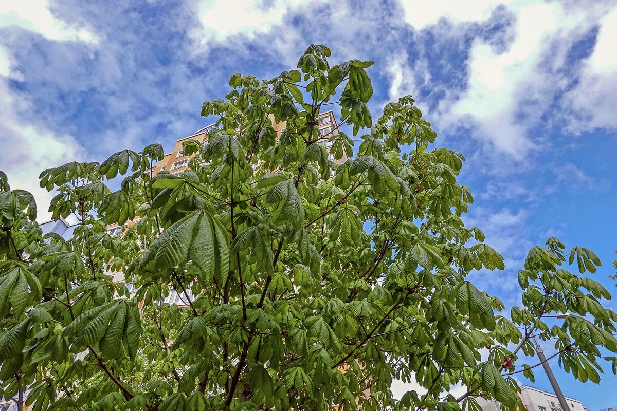 Майский каштан в Москве - Валерий Иванович Майский каштан в Москве - Валерий Иванович