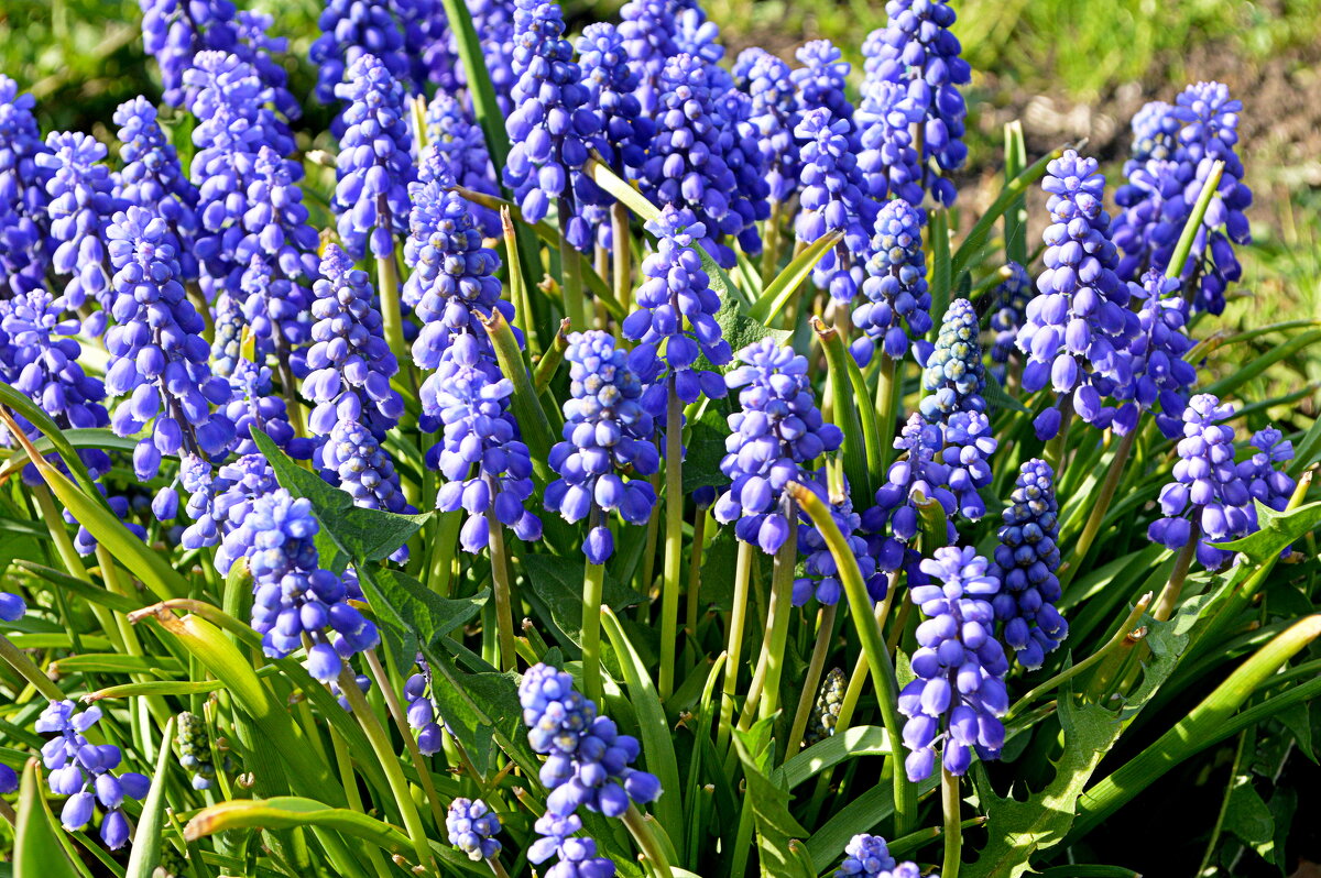 Мускари или гадючий лук - Татьяна Лютаева