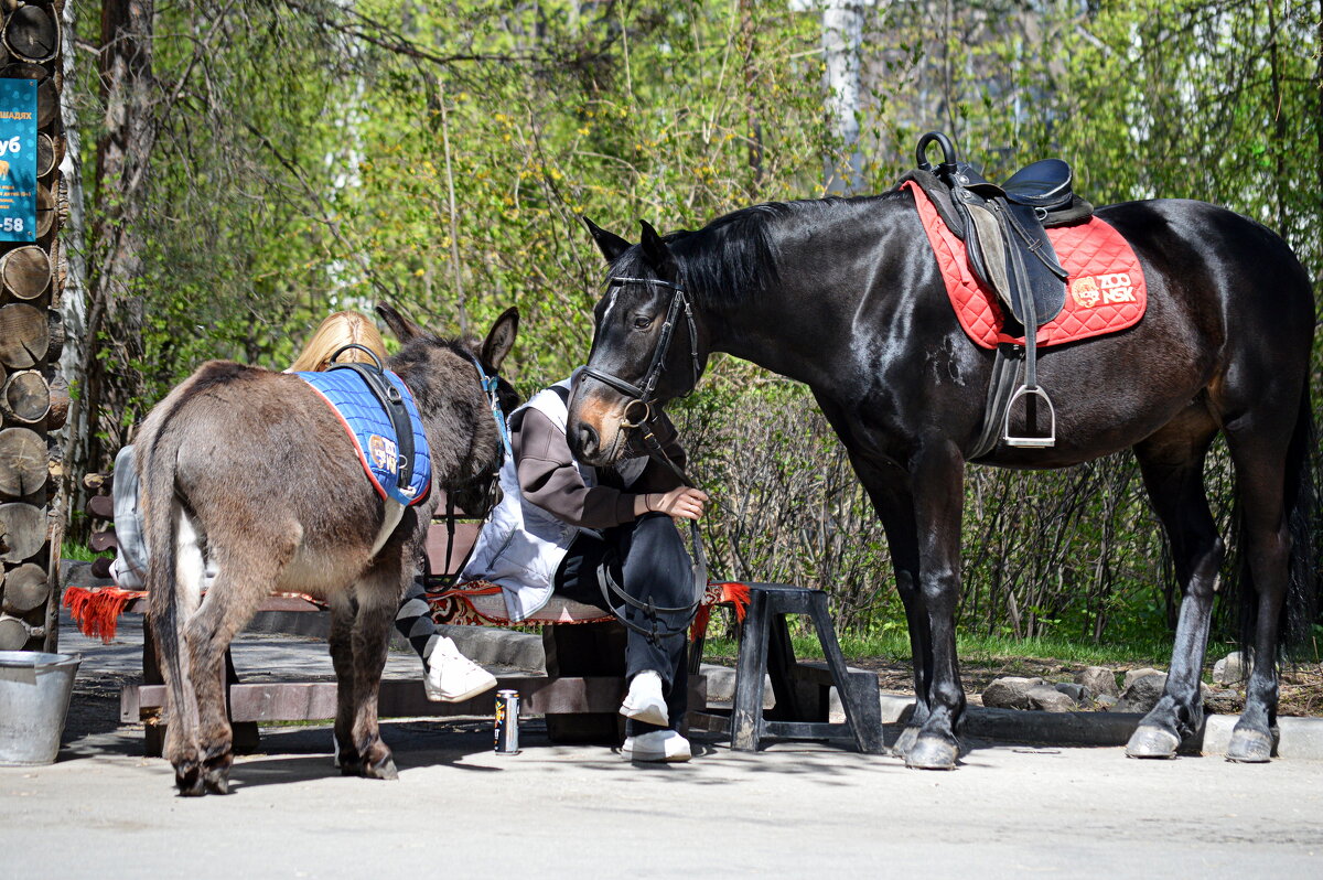 Ожидают седоков - Татьяна Лютаева
