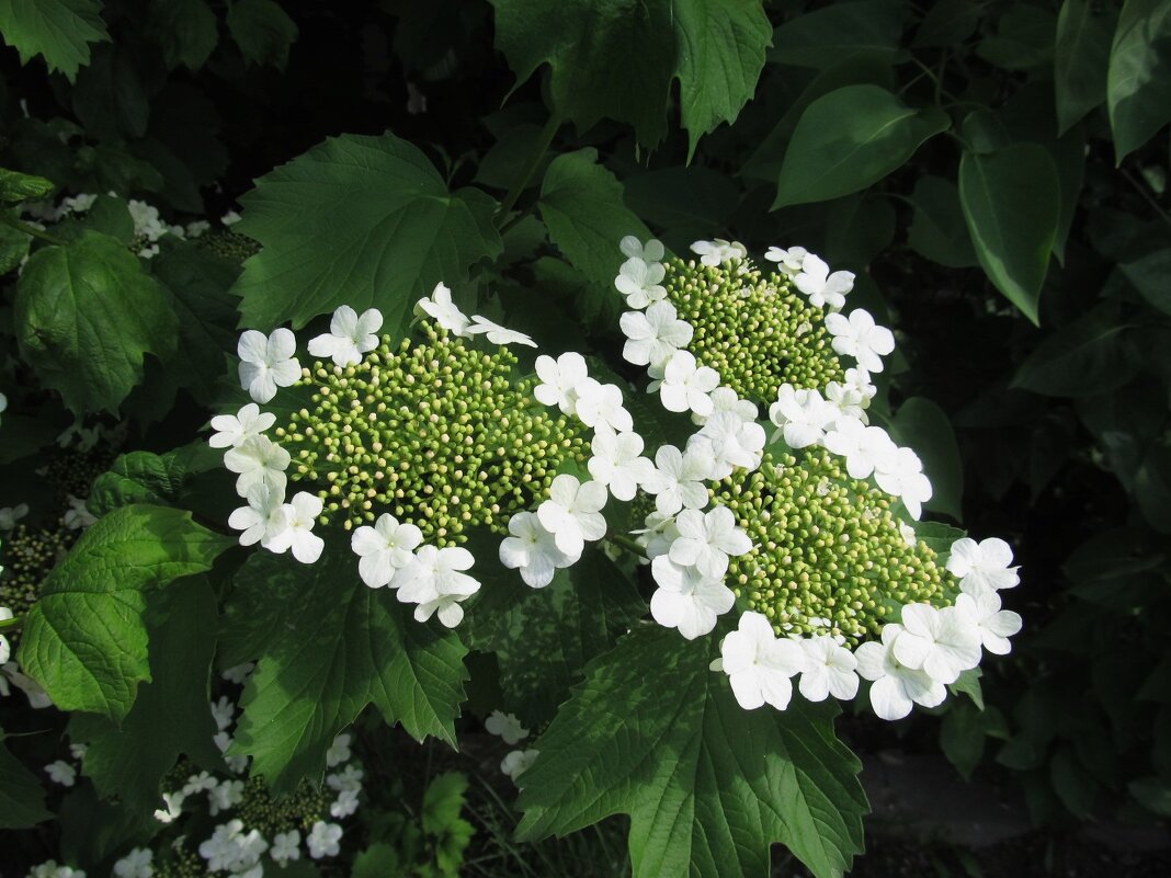 вот и калина зацвела ! - Елена Шаламова вот и калина зацвела ! - Елена Шаламова