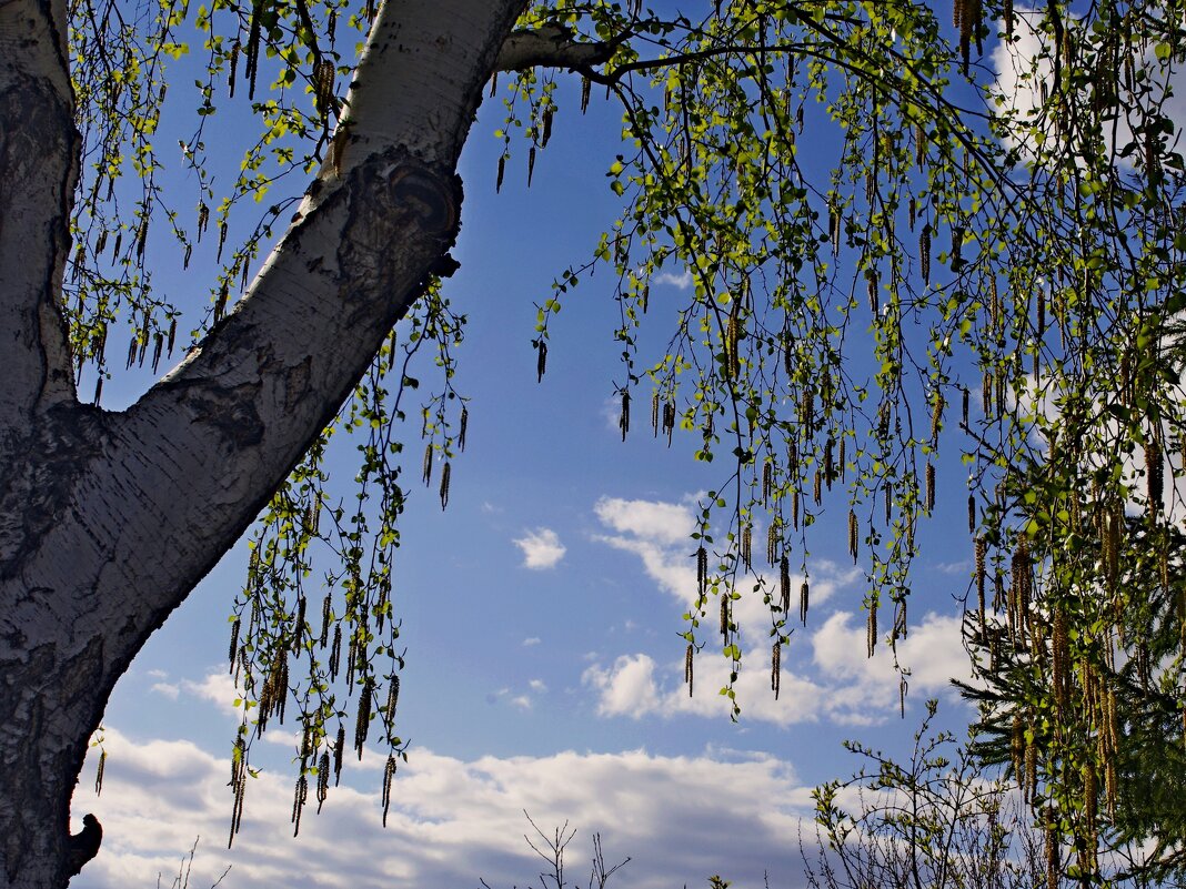 Береза - Сергей Швечков