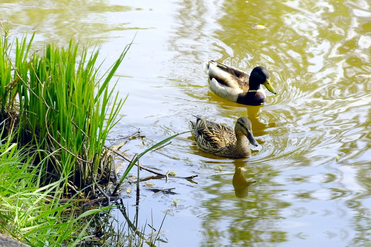 * * * - Фёдор Меркурьев
