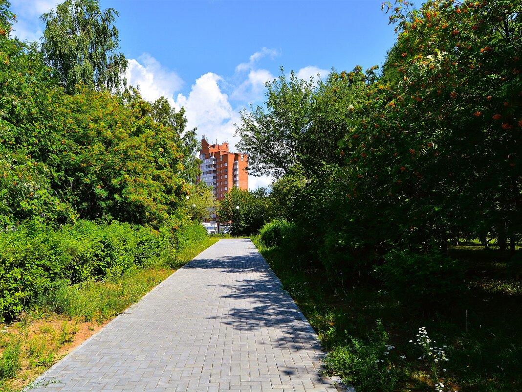 Чебоксары. Рябиновая аллея сквера клиники "Северной" летом. - Пётр Чернега