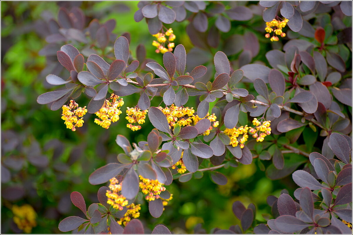 Барбарис - Сеня Белгородский Барбарис - Сеня Белгородский