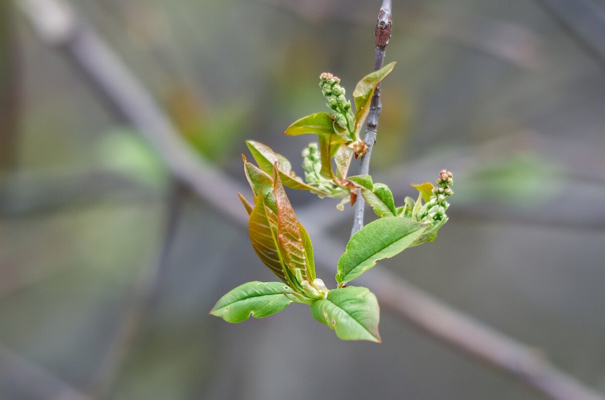 Пробуждение. - Виктор Иванович Чернюк Пробуждение. - Виктор Иванович Чернюк