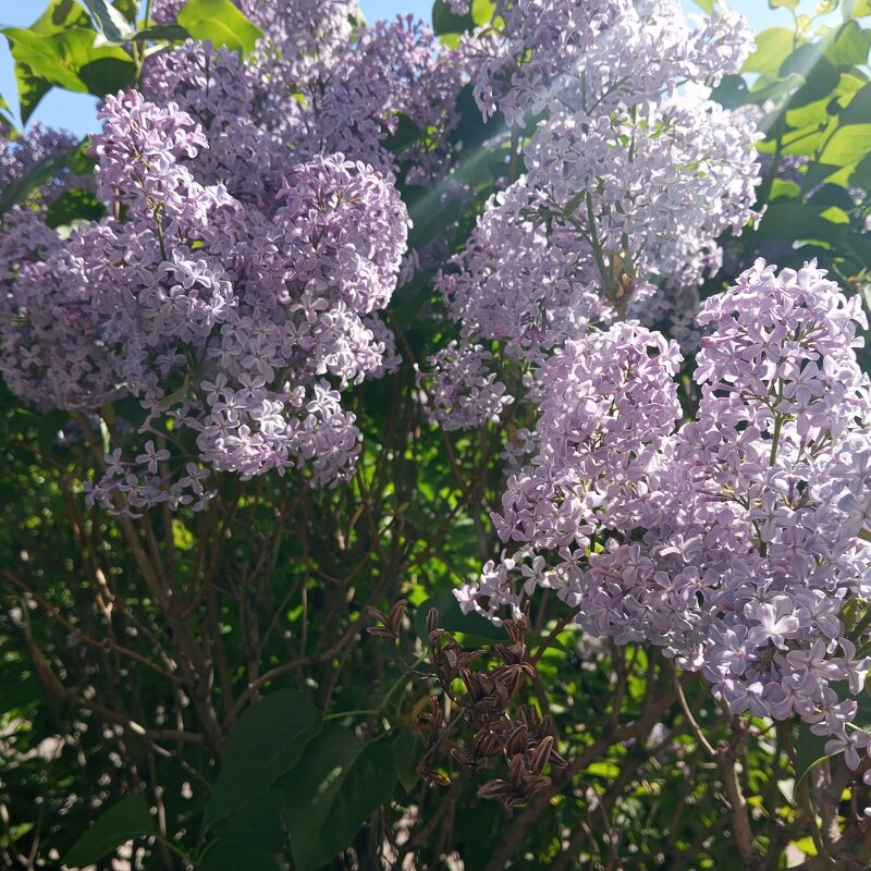 Сирень цветет - Елена Семигина
