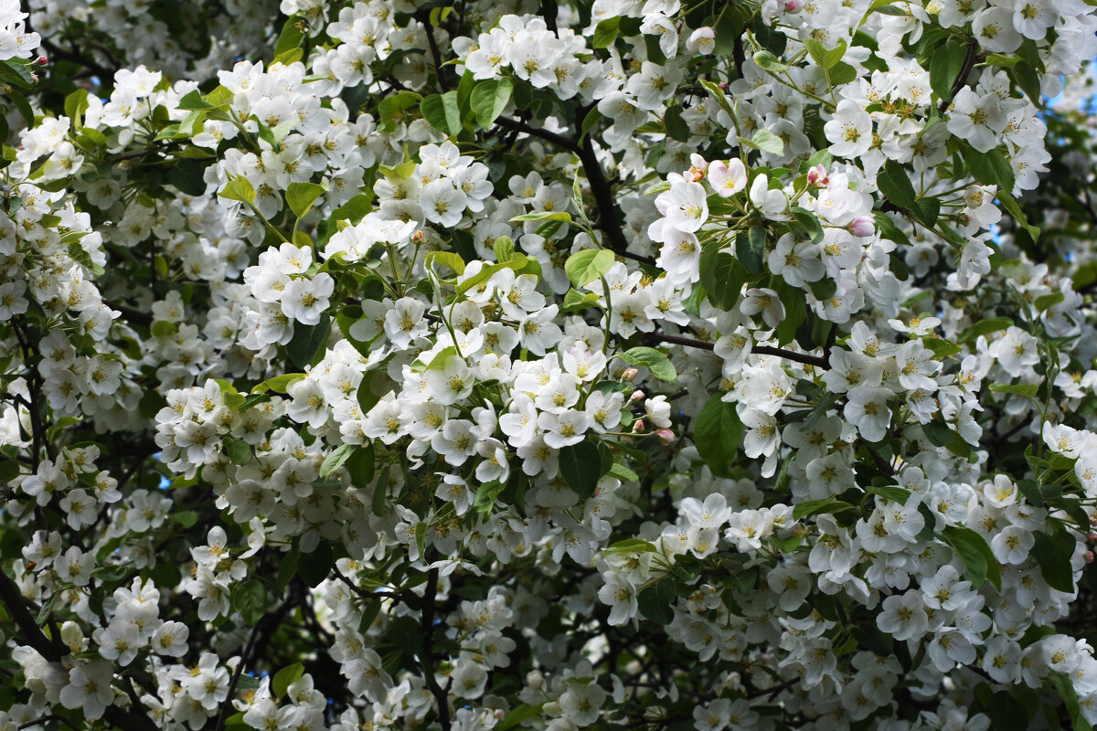 Весна в Ботаническом... - Наташа *****