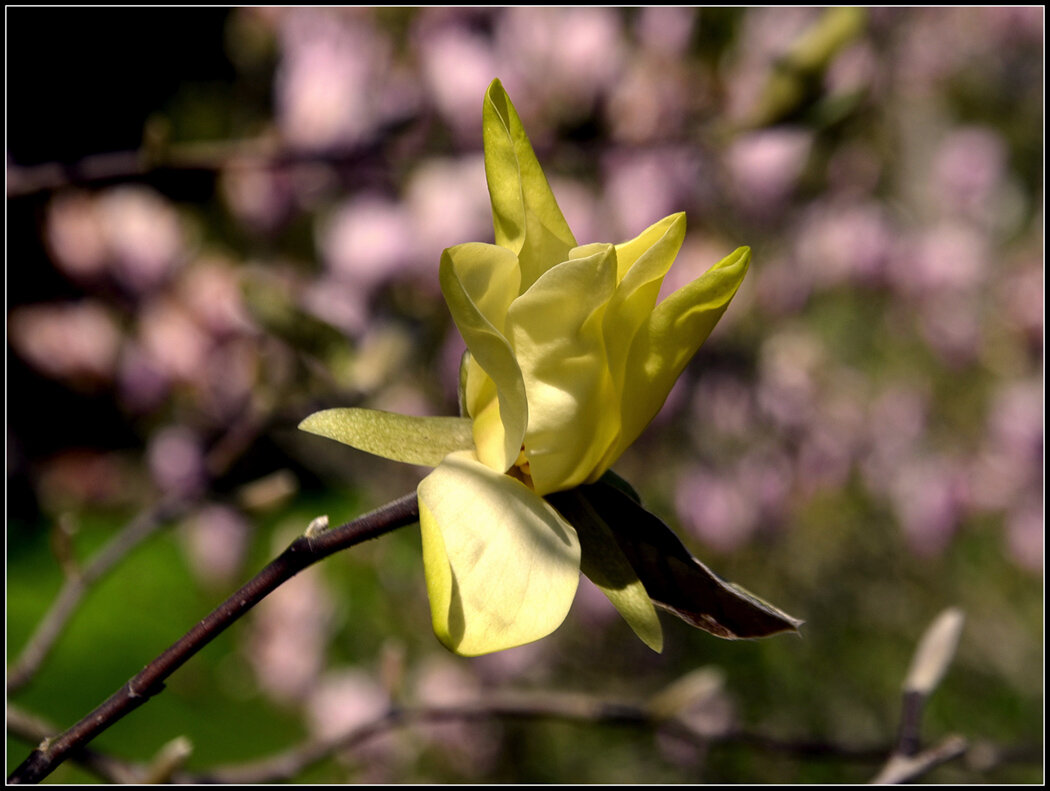 ....в саду Магнолий - Aleksandr Gal ....в саду Магнолий - Aleksandr Gal
