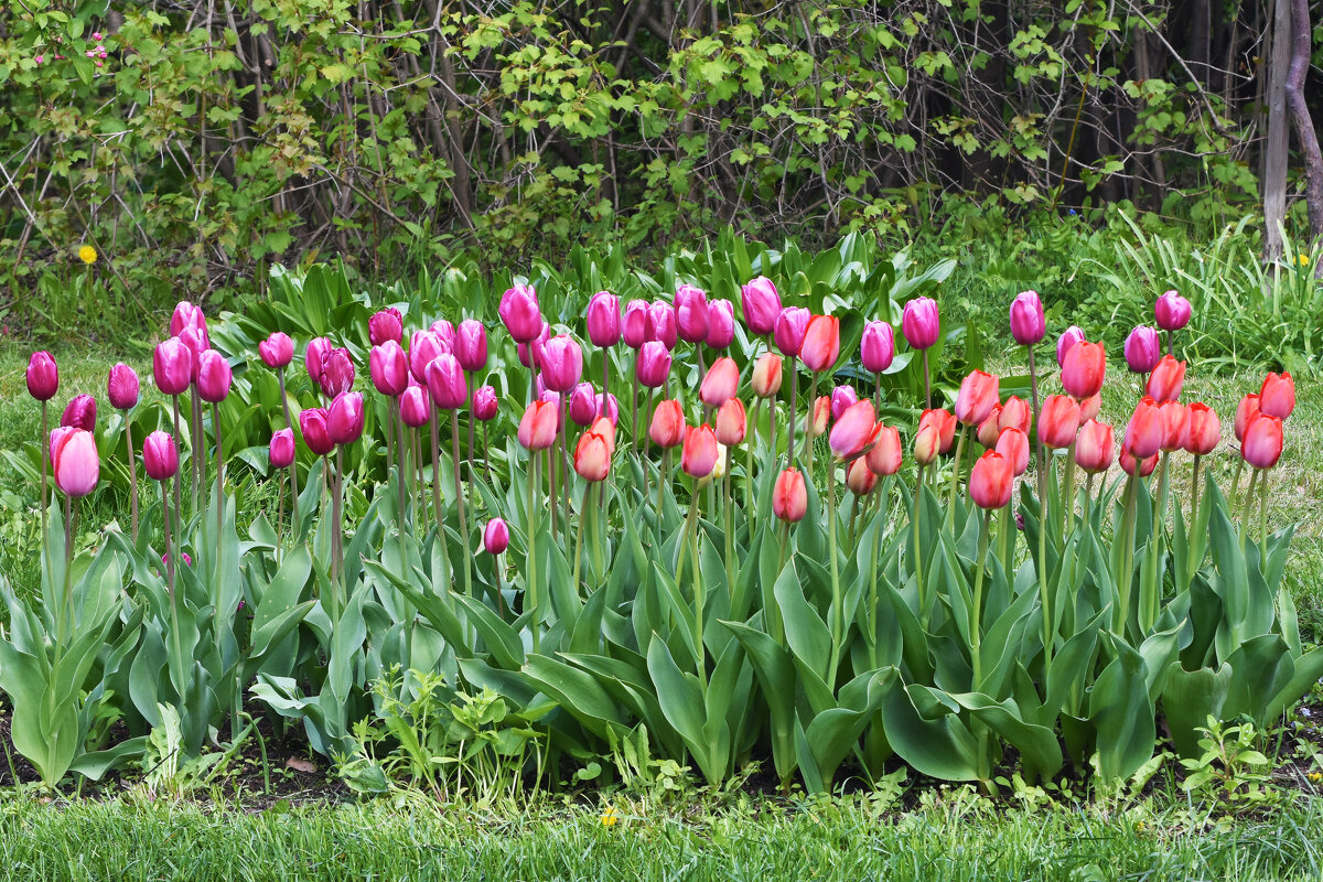 Весна в Ботаническом... - Наташа ***** Весна в Ботаническом... - Наташа *****