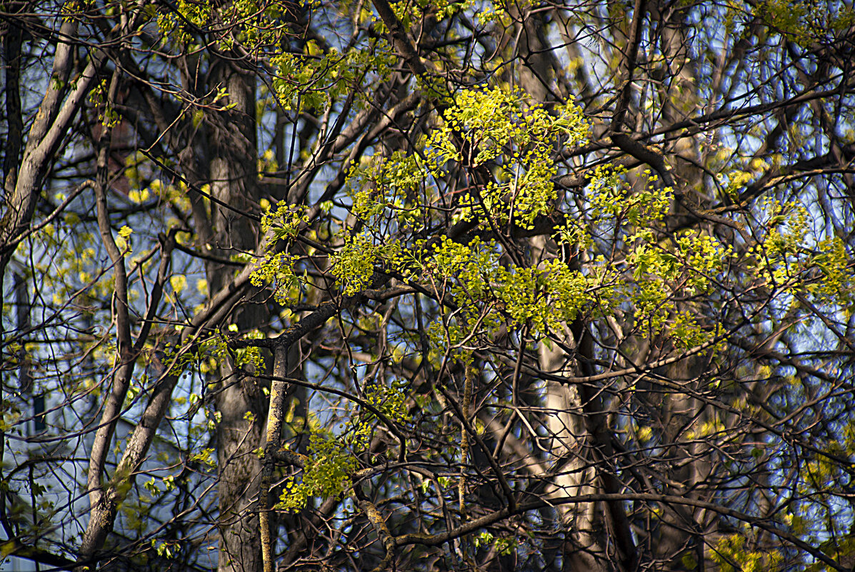 Цветение - Владимир Кроливец Цветение - Владимир Кроливец