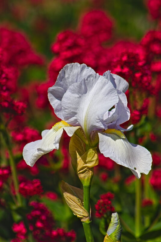 белый ирис. - Giant Tao /