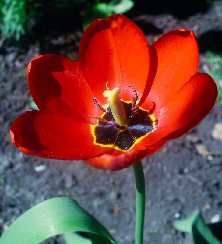 Красный цвет! - Михаил Соколов Красный цвет! - Михаил Соколов