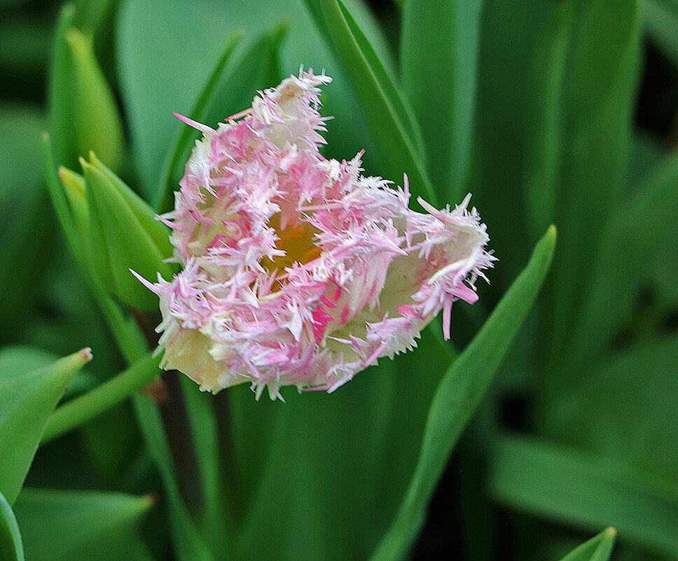Тюльпанный ёжик - Светлана Тюльпанный ёжик - Светлана