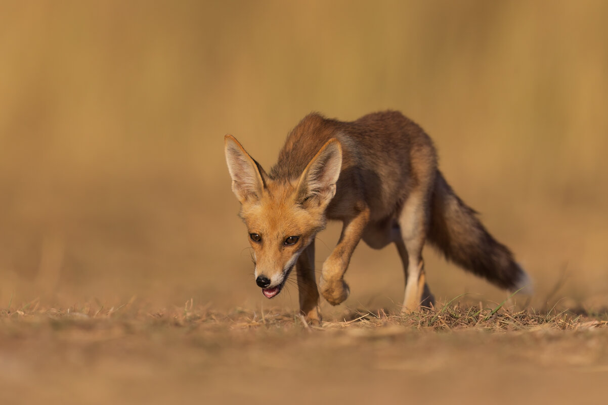 *** - Евгений Фруман