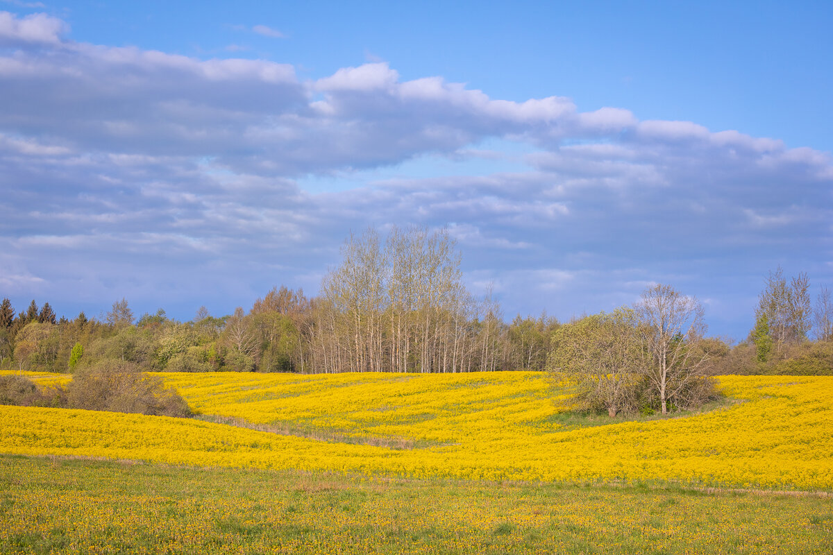 **** - Елизавета .