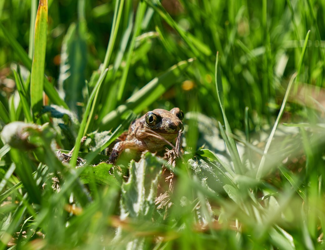 где мой иванушка - Александр Леонов