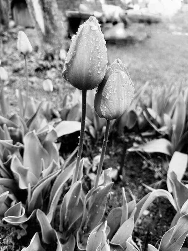 Тюльпаны - Iren Brilliance Тюльпаны - Iren Brilliance