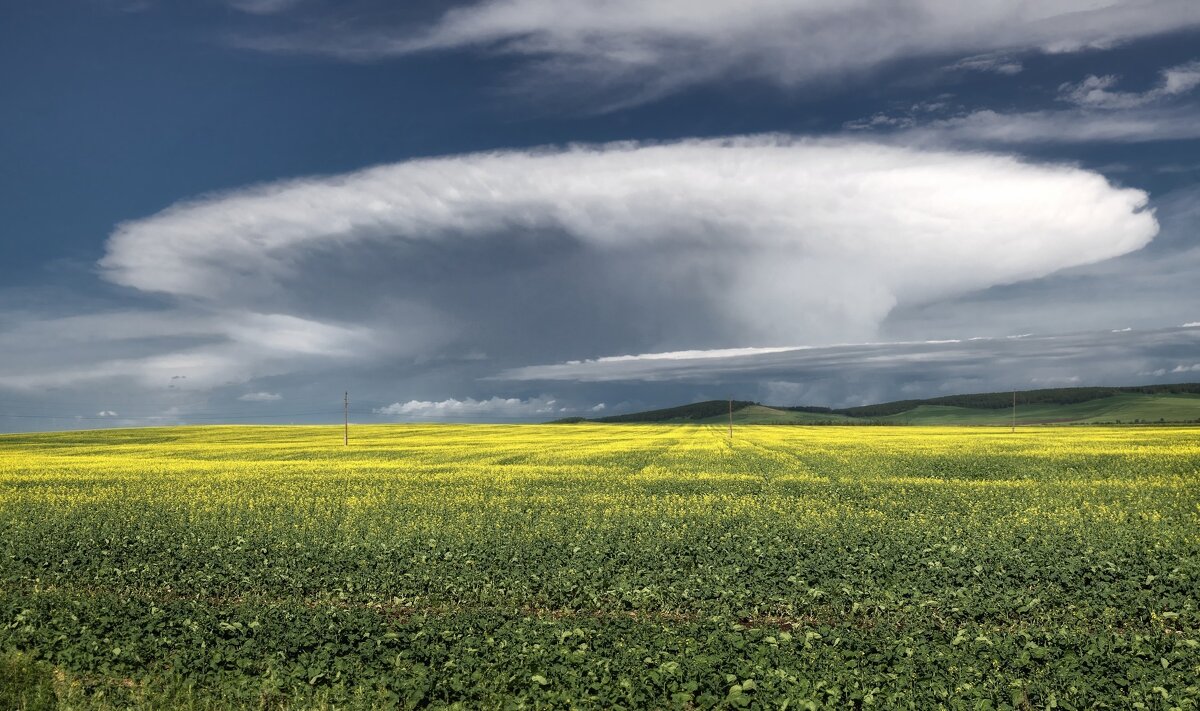 Рапсовое поле - Марина Фомина.