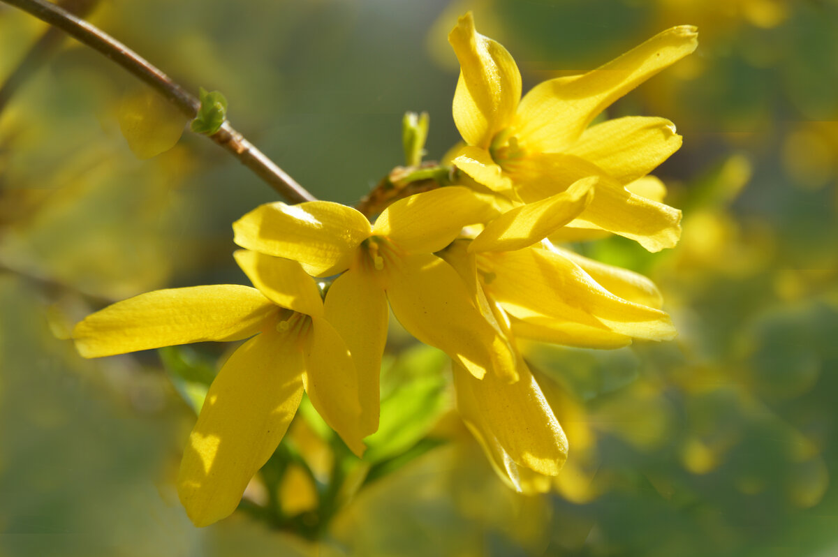 Форзиция - солнечный цветок - Надежда Куркина 