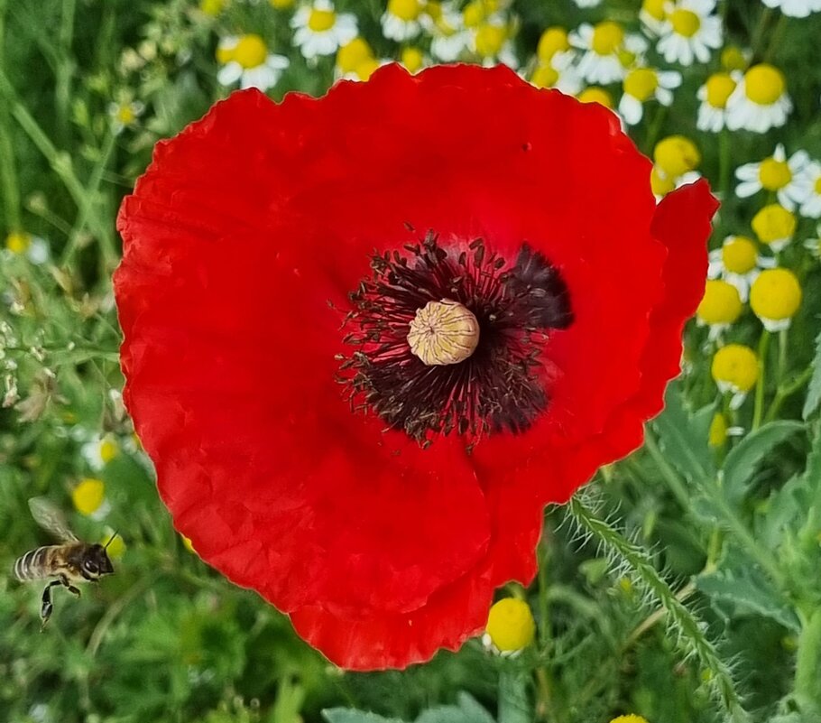 Подлетает... - Наталья Подлетает... - Наталья