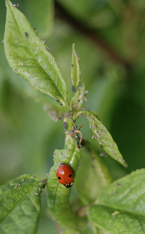 Насекомое. - сергей ермошкин Насекомое. - сергей ермошкин
