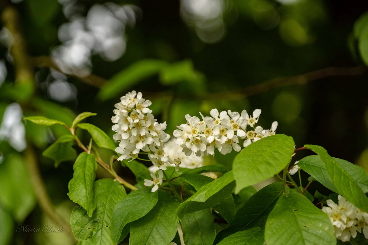Цветёт черёмуха... - Николай Гирш Цветёт черёмуха... - Николай Гирш