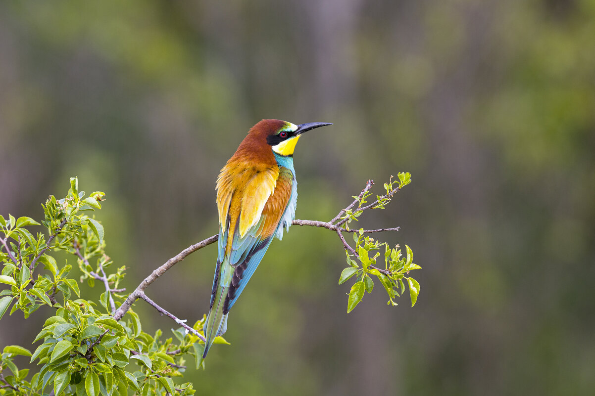 Золотистая щурка - Валерий Черняк Золотистая щурка - Валерий Черняк