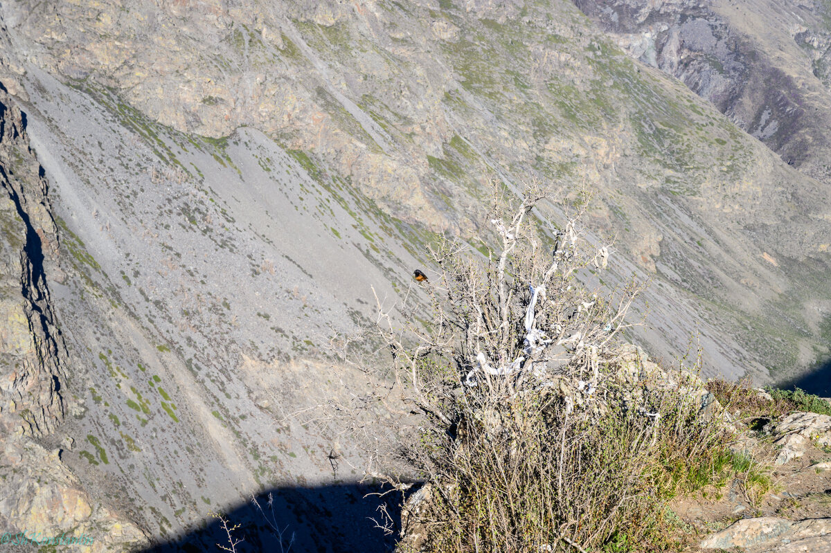 птичка Горихвостка - Константин Шабалин птичка Горихвостка - Константин Шабалин