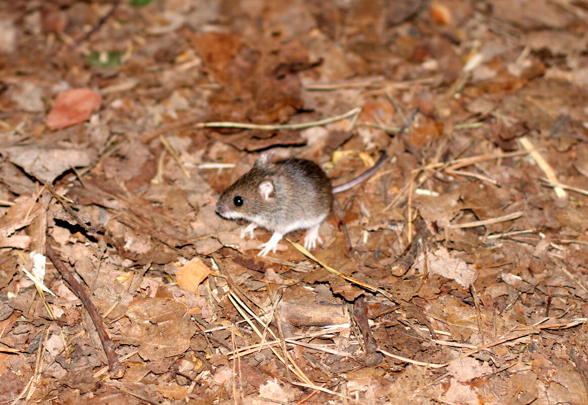 Полевка - Николай (dr.Zlo) Кузнецов