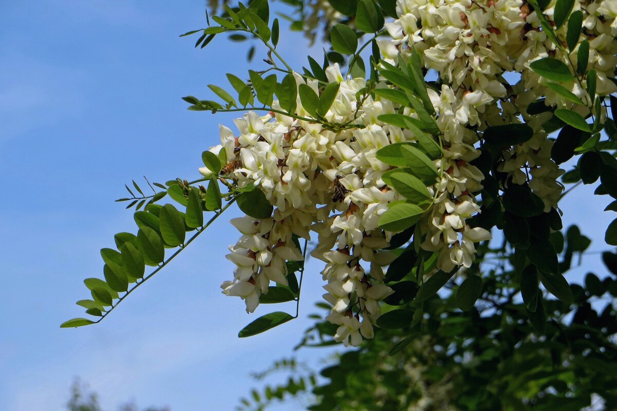 Белой акации гроздья душистые... - Татьяна Смоляниченко Белой акации гроздья душистые... - Татьяна Смоляниченко