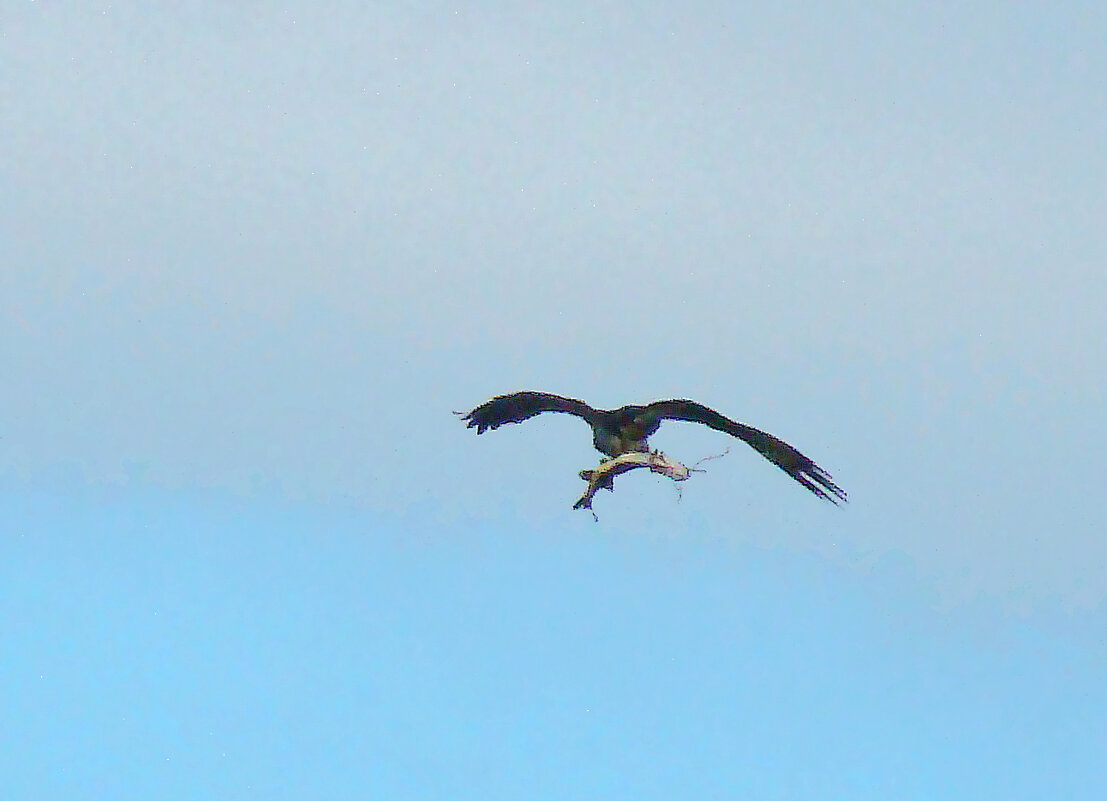 скопа и сом - gawrilа - dan скопа и сом - gawrilа - dan