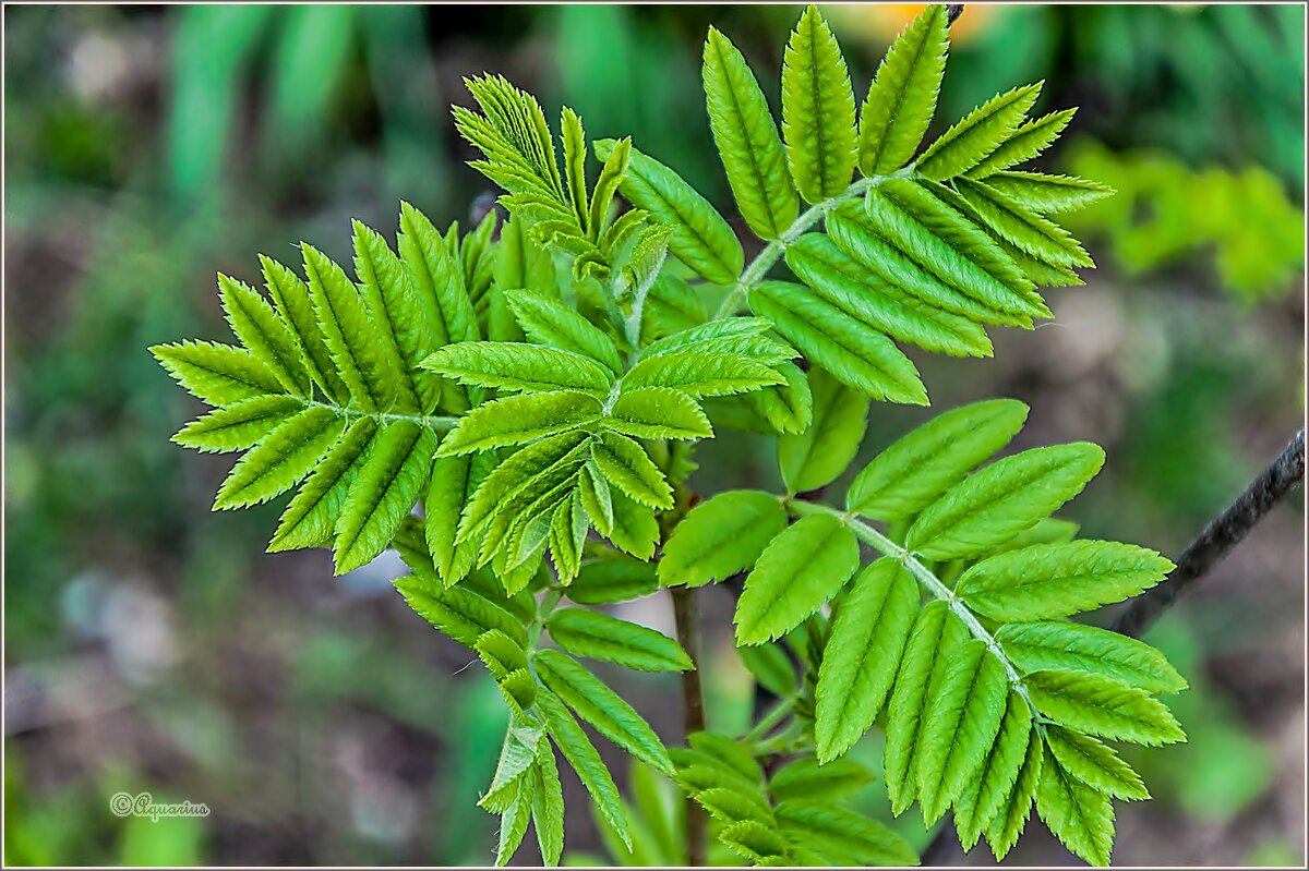 Весенние обновление... - Aquarius - Сергей Весенние обновление... - Aquarius - Сергей