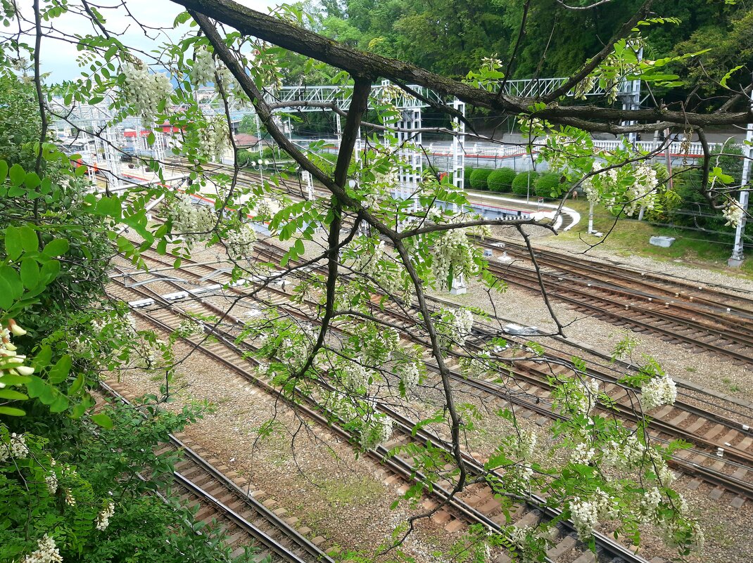 Акация над железной дорогой - Tata Wolf