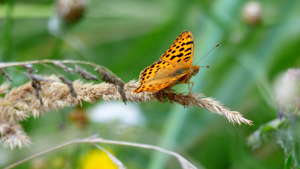 опять про бабочек 2 - Александр Прокудин опять про бабочек 2 - Александр Прокудин