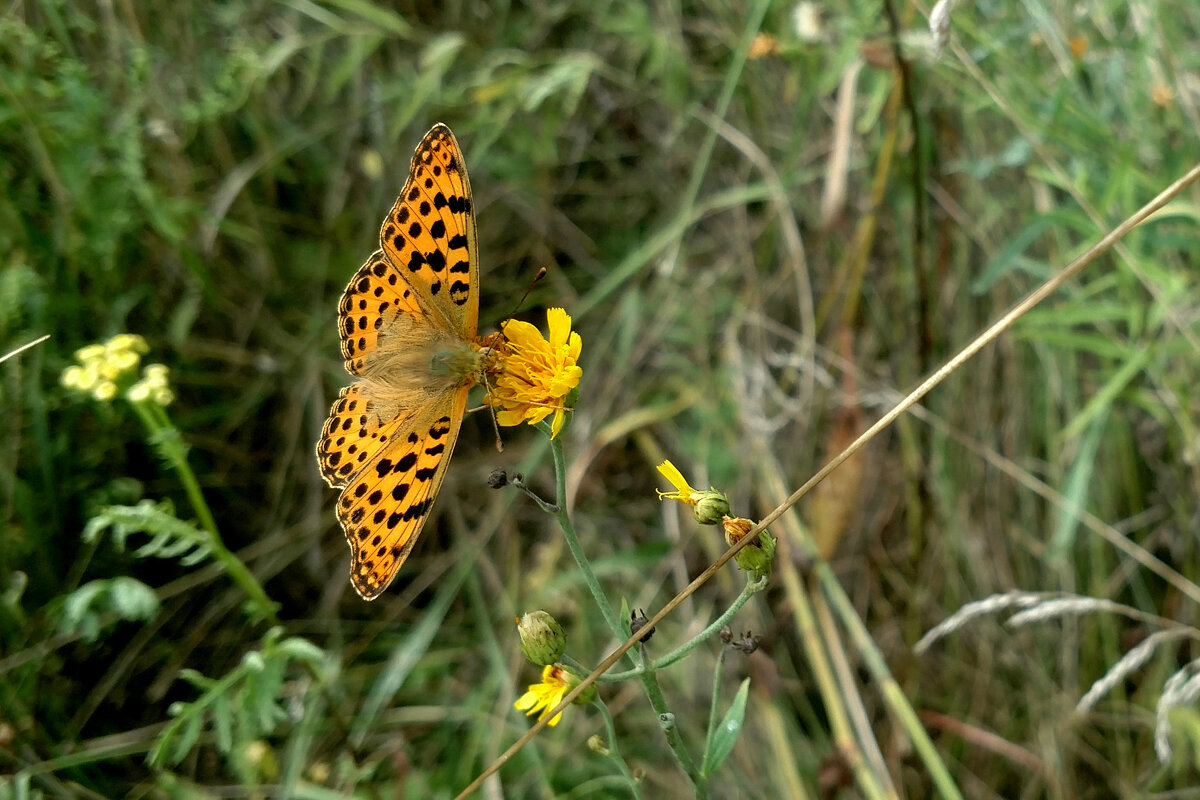 опять про бабочек 4 - Александр Прокудин опять про бабочек 4 - Александр Прокудин