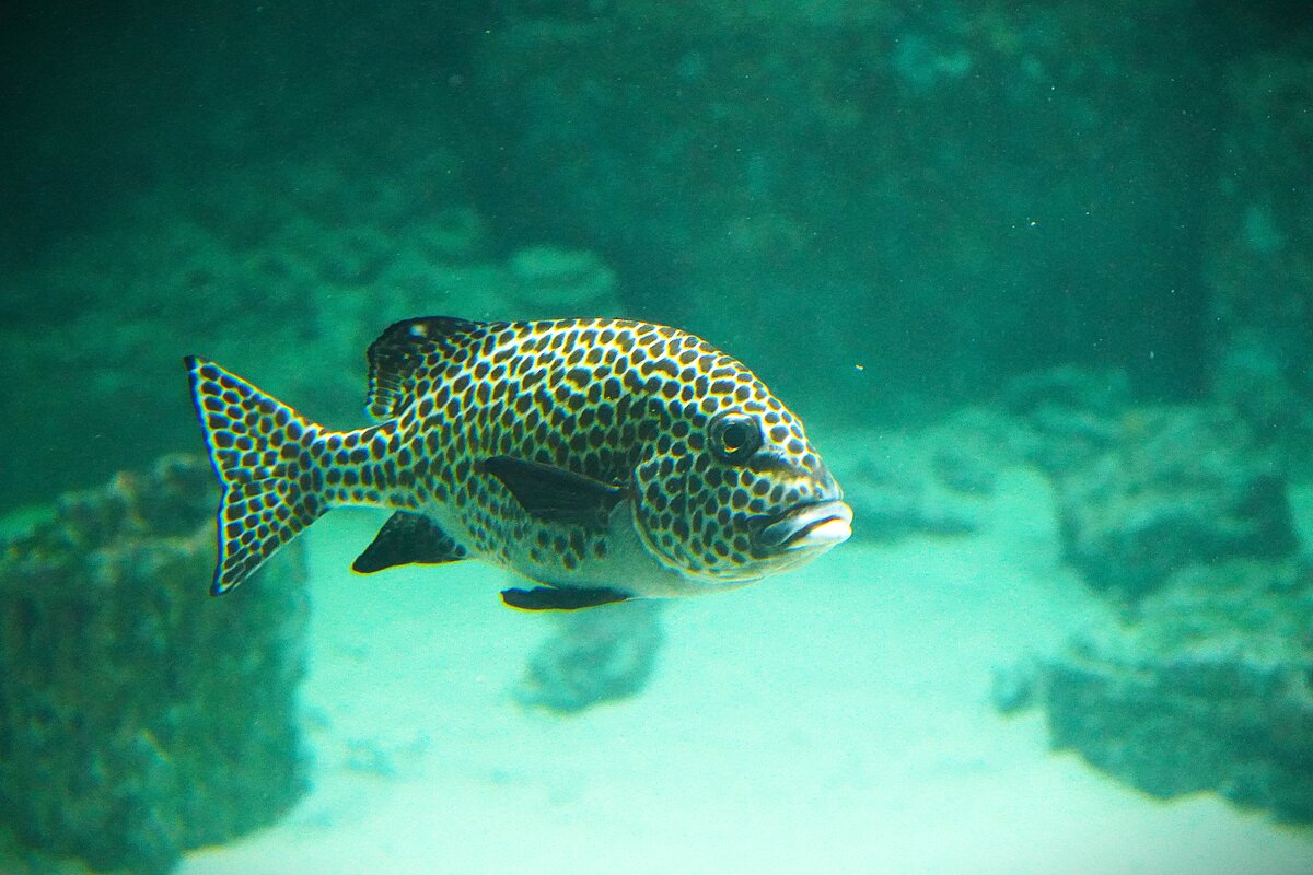 В Москвариуме - Татьяна Тюменка В Москвариуме - Татьяна Тюменка