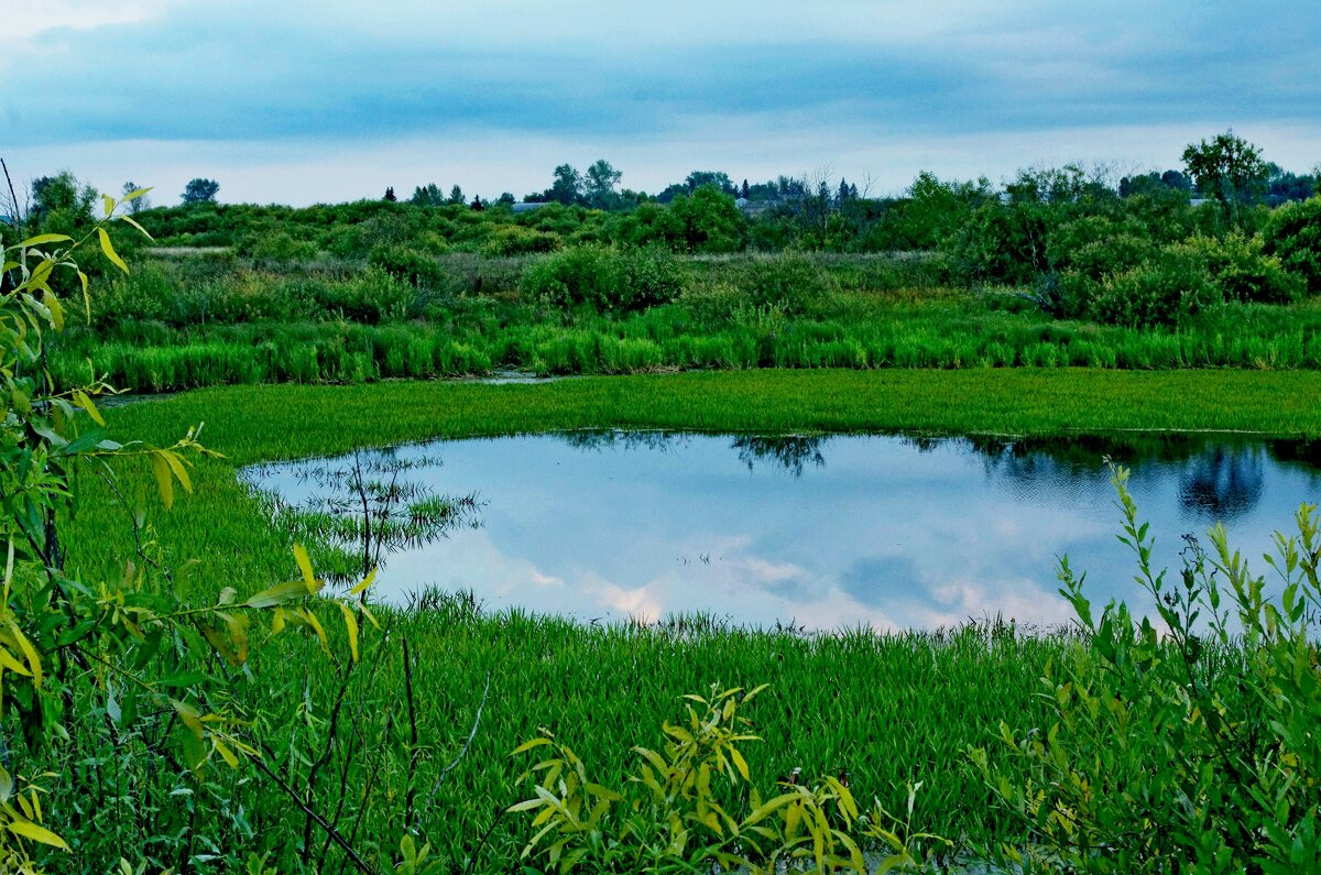 Заливные луга - Сергей Швечков
