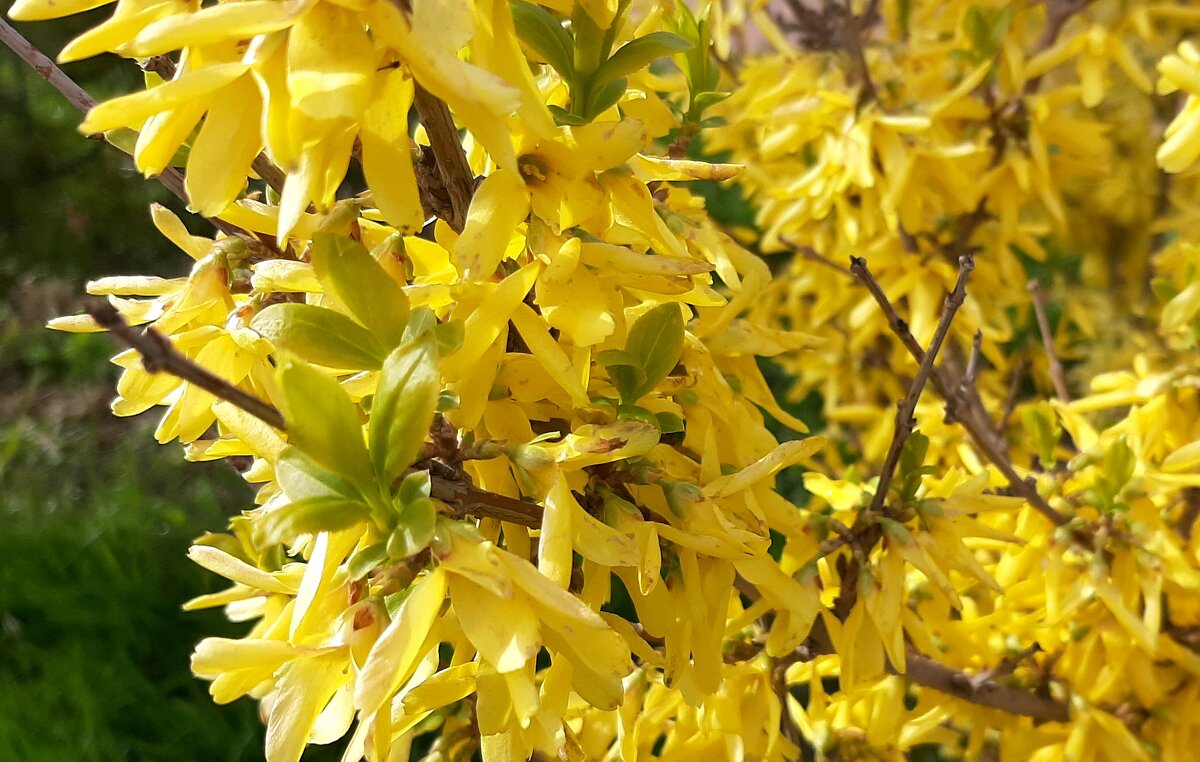 Цветущий май. Форзиция - Наталья Герасимова Цветущий май. Форзиция - Наталья Герасимова