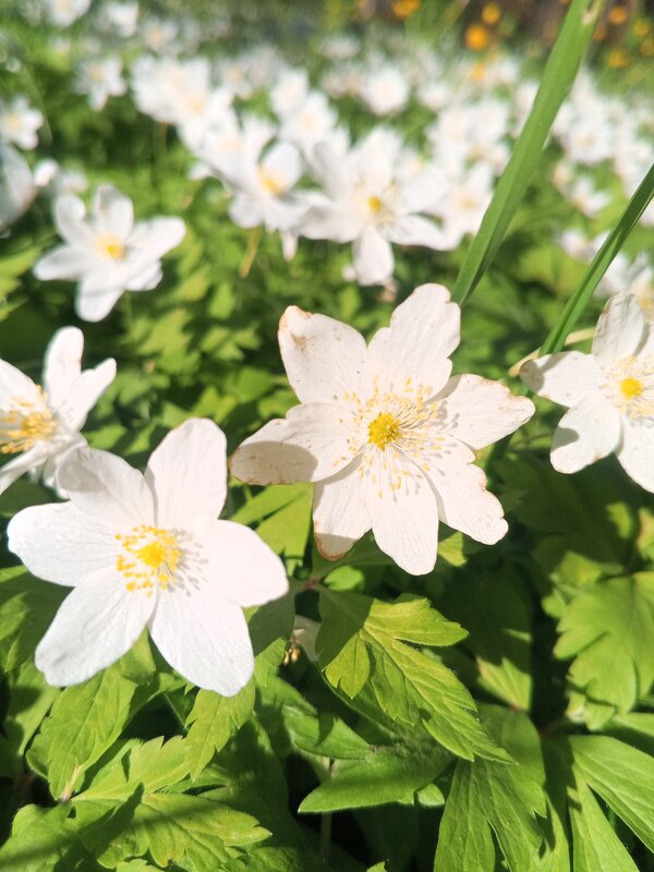 Ветреница - Сапсан 