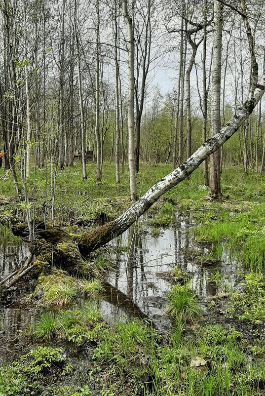 Май - Наталья Герасимова Май - Наталья Герасимова