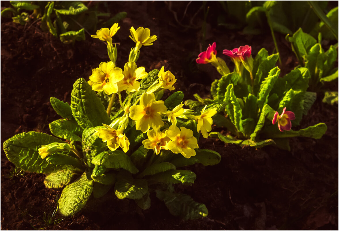 Майские дачные - Валентин Котляров Майские дачные - Валентин Котляров