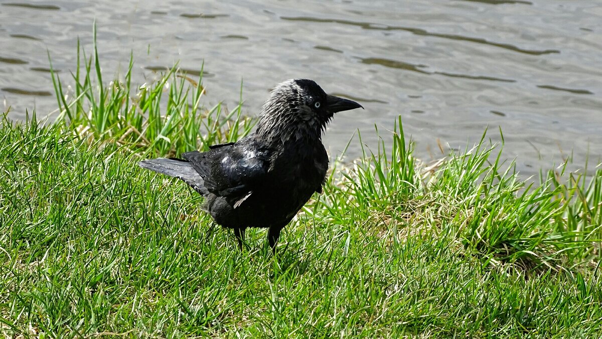 Галка после купания. - Милешкин Владимир Алексеевич 