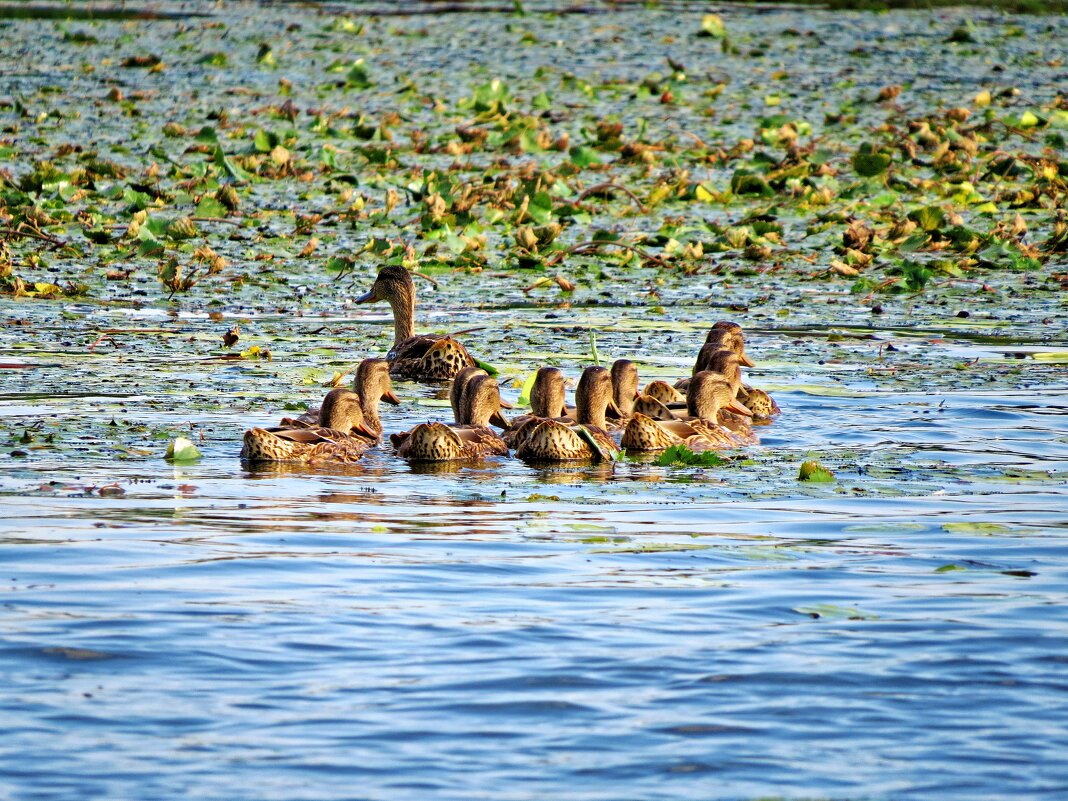 Дикие утки - Валерий Судачок
