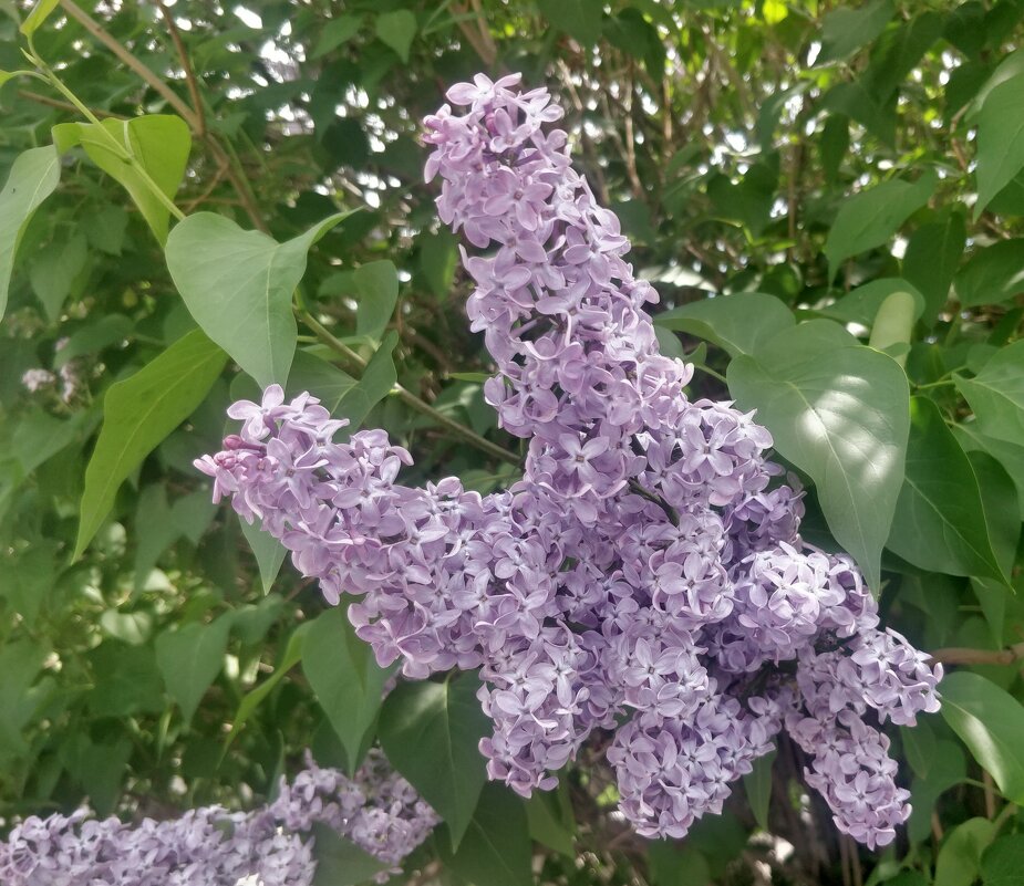 Майская кипень - Андрей Хлопонин Майская кипень - Андрей Хлопонин