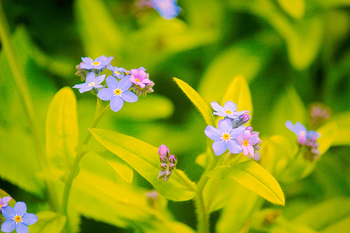 Незабудки - Сергей Кочнев
